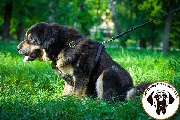 Felt padded leather canine harness for Mastiff