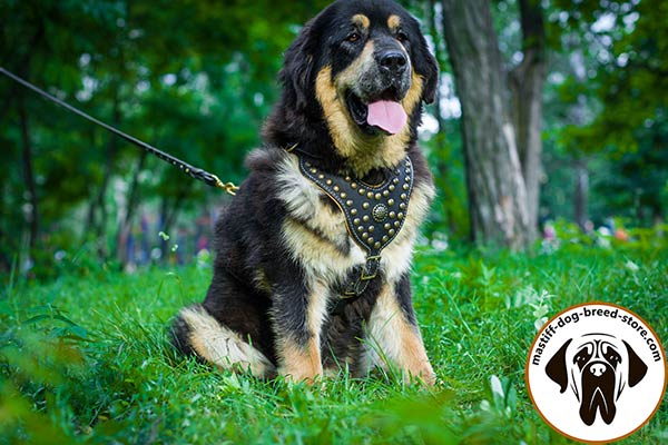 Handmade leather canine harness for Mastiff