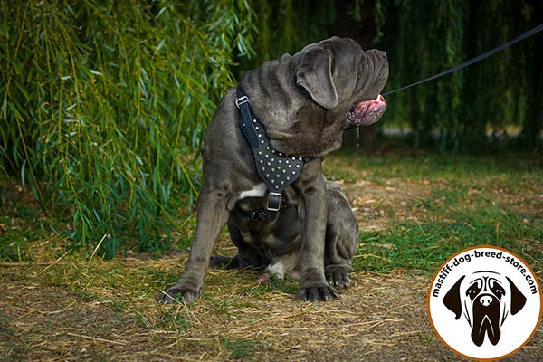 Snugly fitted leather canine harness for Mastino Napoletano