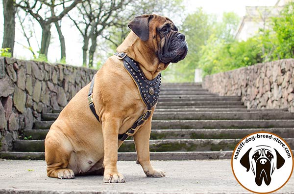 Fashionable leather dog harness for Bullmastiff