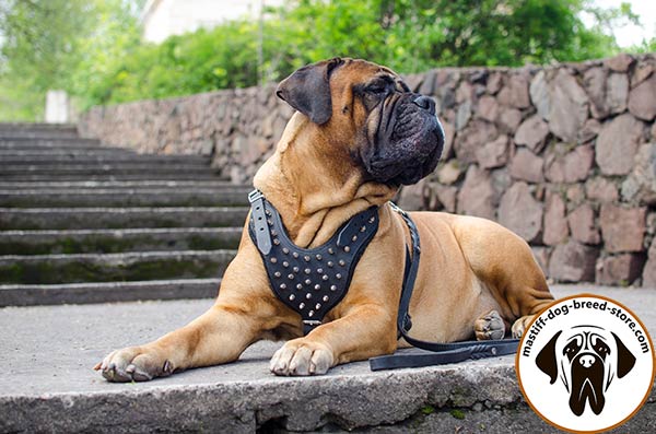 Awesome leather dog harness for Bullmastiff