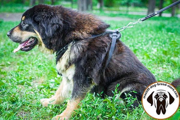 Up-to-trend leather dog harness for Mastiff
