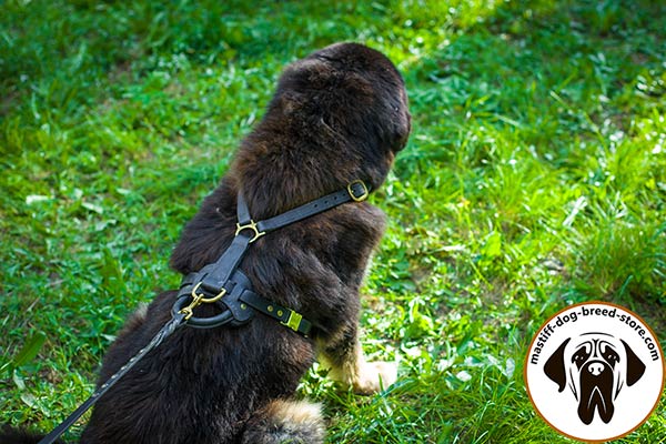 A-grade leather dog harness for Mastiff with brass fittings