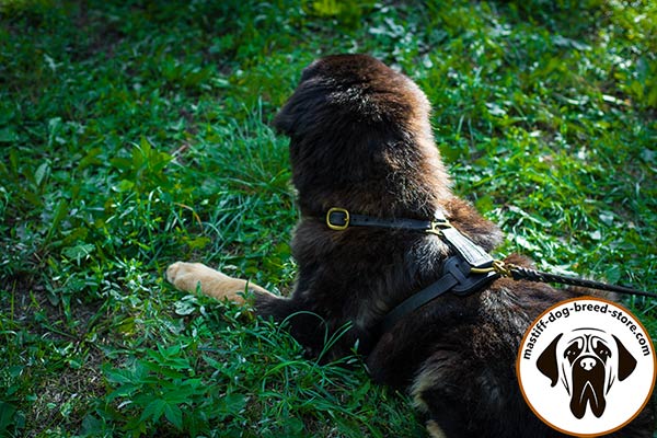 Dog-friendly leather dog harness for Mastiff