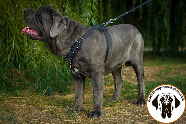 Deluxe leather dog harness for Mastino Napoletano