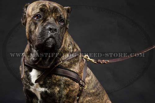 Leather Canine Harness for Mastiff Walking, Tracking and Pulling