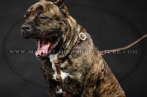 Mastiff Leather Harness for Tracking