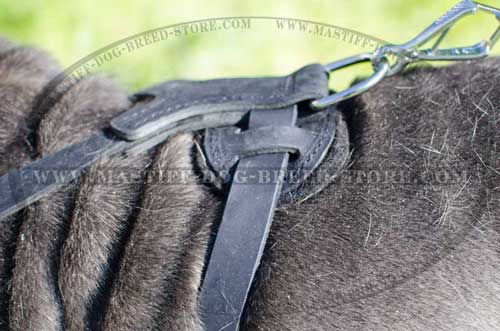 Easy to Fit Leather Canine Harness for Daily Walks and Training