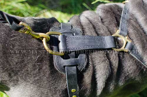 Easy Mastiff Dog Walking with Leather Harness' Comfy Ring for Leash Hook Up