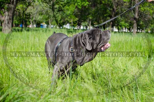 Mastiff Leather Harness for Dog Walking and Training