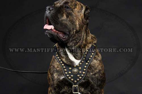Studded Leather Canine Harness for Daily Walks and Training