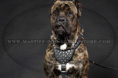 Adjustable Leather Dog Harness with Gorgeous Pyramids for Mastiff Breed