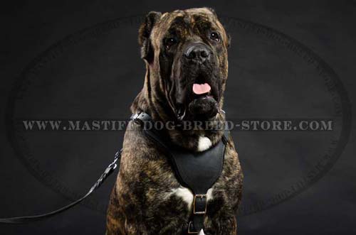 Leather Protection Harness for Mastiff Breed