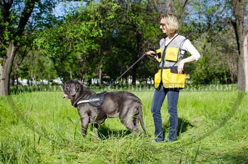 Mastiff Breed Walking and Training Harness