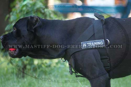 Adjustable Nylon Mastiff Harness with Identification Patches