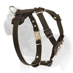 Puppy harness for Mastiff with silvered studs and rust proof hardware