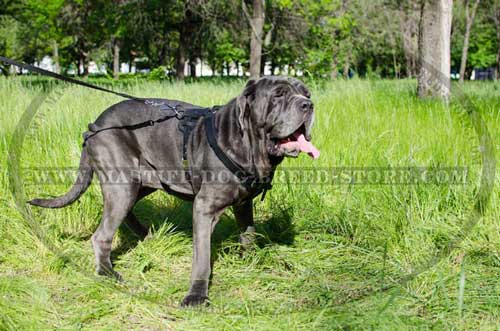 Easy Adjustable Leather Harness for Mastiff Breeds