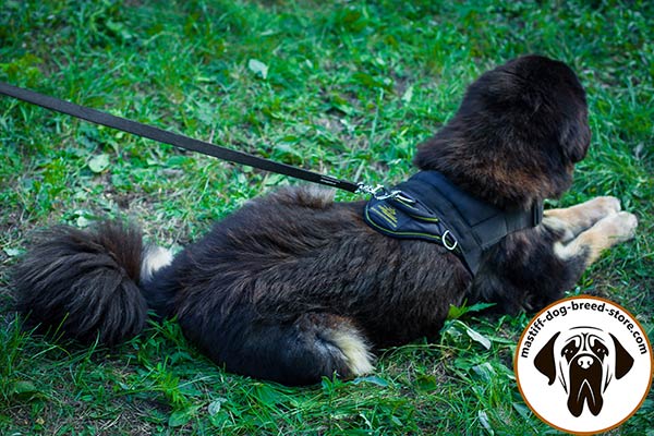 Pulling nylon Mastiff harness with easy-grip handle