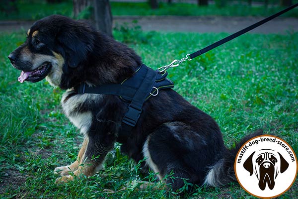 Easy-to-adjust nylon Mastiff harness for pulling work