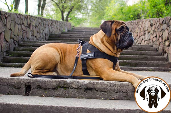 Nylon canine harness for Bullmastiff with ID patches on Velcro
