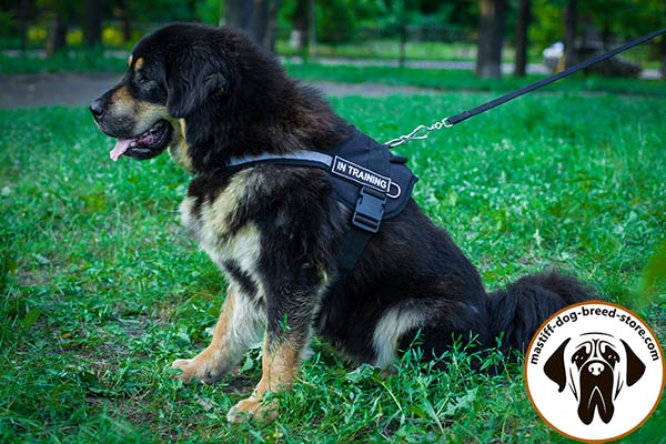 Water-resistant nylon canine harness for Mastiff training