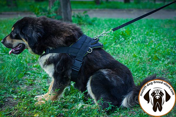 Duly stitched nylon canine harness for Mastiff pulling work
