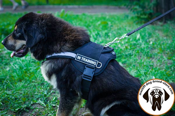 Well thought-out nylon dog harness for Mastiff with ID patches for easy identification