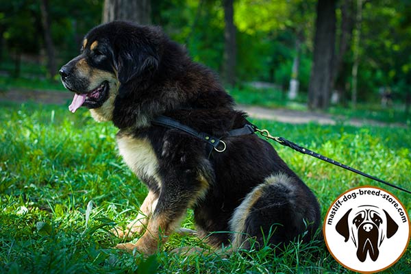 Pulling leather dog harness for Mastiff effective training