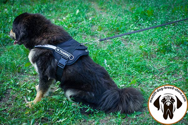 Pulling nylon Mastiff harness with removable patches on Velcro