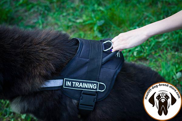 Comfy training nylon Mastiff harness with quick grab handle