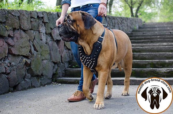 Luxurious leather dog harness for Bullmastiff with shiny spikes