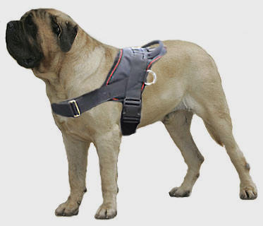 Patrol and Tracking harness for Mastiff