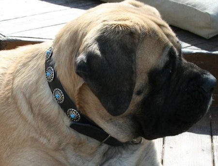 Mastiff leather dog collar with Silver Plates and blue stones