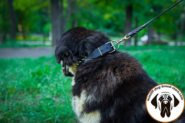 Mastiff leather leash with reliable handle for safe walking