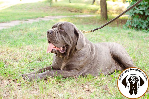 Mastiff leather leash with durable handle for quality control