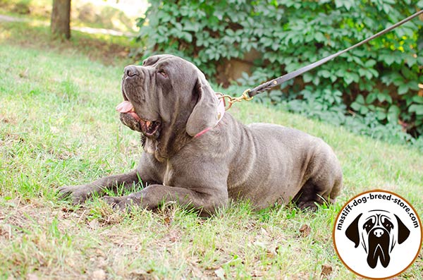 Mastiff leather leash of high quality with brass plated hardware for daily walks
