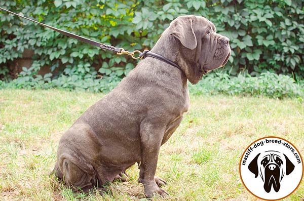Mastiff leather leash with rust-proof brass plated hardware for professional use