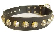 Gorgeous Wide Leather Dog Collar With Brass Pyramids for Mastiff