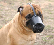 Everyday Matiff Leather dog muzzle