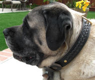 Braided Leather Dog Collar for Mastiff-2 Ply strong collar