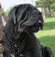 Royal Dog Harness - Exclusive Design Studded Leather Harness