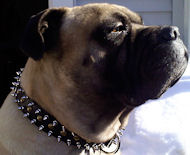 Mastiff leather dog collar with spikes and studs 3 Rows
