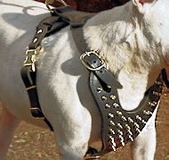 Big BRASS Spiked leather dog harnesses for All Mastiffs