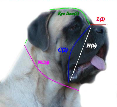 How to measure your Mastiff