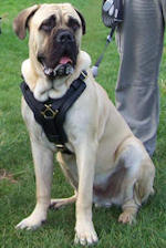 Mastiff harness, Mastiff leather dog harness,walking dog harness for Mastiff,nylon dog harness with handle for Mastiff,