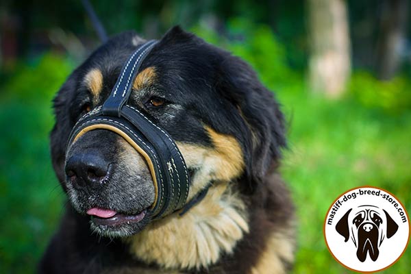 Free-breathing leather Mastiff muzzle