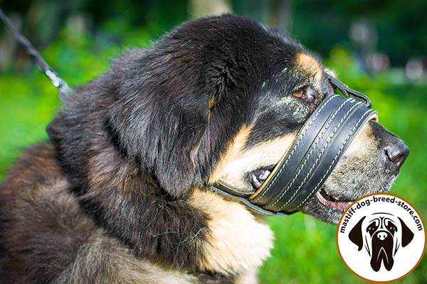 Soft leather dog muzzle for Mastiff with padding