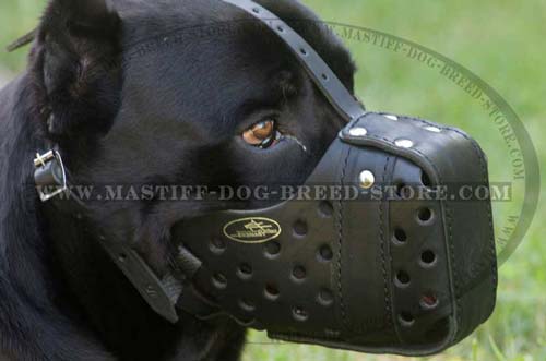Mastiff Leather Muzzle for Walking and Training