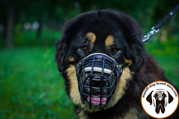 Sturdy metal cage dog muzzle for Mastiff with comfy padding