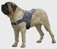 English Mastiff nylon multi-purpose dog harness for tracking...